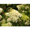 66111 2 hortenzie latnata grandiflora hydrangea paniculata grandiflora kontejner o objemu 2 litry
