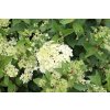 66111 hortenzie latnata grandiflora hydrangea paniculata grandiflora kontejner o objemu 2 litry
