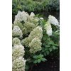 66144 7 hortenzie latnata bobo hydrangea paniculata bobo kontejner o objemu 2 litry