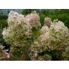 66150 1 hortenzie latnata phantom hydrangea paniculata phantom kontejner o objemu 2 litry
