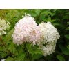 66150 2 hortenzie latnata phantom hydrangea paniculata phantom kontejner o objemu 2 litry
