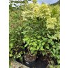 66153 1 hortenzie latnata confetti hydrangea paniculata confetti kontejner o objemu 2 litry