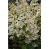 66153 3 hortenzie latnata confetti hydrangea paniculata confetti kontejner o objemu 2 litry