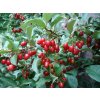 66234 hlosina mnohokveta elaeagnus multiflora kontejner o objemu 2 litry