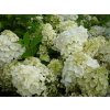 66258 2 hortenzie latnata silver dollar hydrangea paniculata silver dollar kontejner o objemu 2 litry