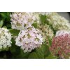 66288 1 hortenzie stromeckovita candybelle marshmellow hydrangea arborescens candybelle marshmellow kontejner o objemu 2 litry