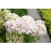 66288 2 hortenzie stromeckovita candybelle marshmellow hydrangea arborescens candybelle marshmellow kontejner o objemu 2 litry
