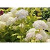 66288 3 hortenzie stromeckovita candybelle marshmellow hydrangea arborescens candybelle marshmellow kontejner o objemu 2 litry