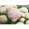 66288 hortenzie stromeckovita candybelle marshmellow hydrangea arborescens candybelle marshmellow kontejner o objemu 2 litry