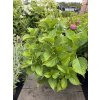 66297 1 hortenzie velkolista kardinal blue hydrangea macrophylla kardinal blue kontejner o objemu 2 litry