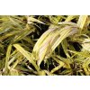 66462 rakosnik japonsky aureola hakonechloa macra aureola kontejner o objemu 2 litry