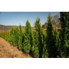 66732 1 zerav tuje zapadni smaragd thuja occidentalis smaragd kontejner o objemu 2 litry velikost 20 40 cm