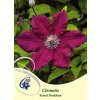 66921 4 plamenek ernest markham clematis ernest markham kontejner o objemu 2 litry velikost 40 60 cm
