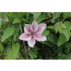 66957 2 plamenek comtesse de bouchaud clematis comtesse de bouchaud kontejner o objemu 2 litry velikost 40 60 cm