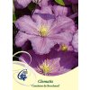 66957 4 plamenek comtesse de bouchaud clematis comtesse de bouchaud kontejner o objemu 2 litry velikost 40 60 cm