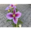 66975 3 plamenek piilu clematis piilu kontejner o objemu 2 litry velikost 40 60 cm