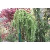 67284 1 modrin japonsky stiff weeping larix kaempferi stiff weeping kontejner o objemu 20 litru obvod kmene 6 8 cm kmen 180 cm