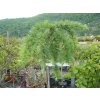 67284 modrin japonsky stiff weeping larix kaempferi stiff weeping kontejner o objemu 20 litru obvod kmene 6 8 cm kmen 180 cm