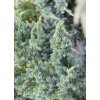 67362 1 jalovec supinaty meyeri juniperus squamata meyeri kontejner o objemu 20 litru velikost 100 125 cm