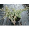67389 1 jalovec supinaty holger juniperus squamata holger kontejner o objemu 20 litru velikost 10 20 cm