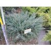 67389 jalovec supinaty holger juniperus squamata holger kontejner o objemu 20 litru velikost 10 20 cm