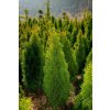67431 3 zerav tuje zapadni smaragd thuja occidentalis smaragd kontejner o objemu 20 litru velikost 140 160 cm