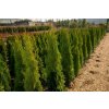 67431 zerav tuje zapadni smaragd thuja occidentalis smaragd kontejner o objemu 20 litru velikost 140 160 cm