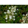 67521 1 hortenzie latnata tardiva hydrangea paniculata tardiva kontejner o objemu 20 litru velikost 40 50 cm