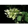 67560 1 hortenzie latnata unique hydrangea paniculata unique kontejner o objemu 20 litru velikost 40 60 cm