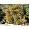 67584 1 cyprisek hrachonosny filifera nana chamaecyparis pisifera filifera nana kontejner o objemu 20 litru velikost 60 80 cm