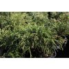 67584 2 cyprisek hrachonosny filifera nana chamaecyparis pisifera filifera nana kontejner o objemu 20 litru velikost 60 80 cm