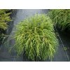 67584 3 cyprisek hrachonosny filifera nana chamaecyparis pisifera filifera nana kontejner o objemu 20 litru velikost 60 80 cm
