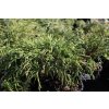 67584 cyprisek hrachonosny filifera nana chamaecyparis pisifera filifera nana kontejner o objemu 20 litru velikost 60 80 cm