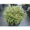 67785 1 smrk ztepily little gem picea abies little gem kontejner o objemu 2 5 litru velikost 10 20 cm