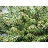 67785 2 smrk ztepily little gem picea abies little gem kontejner o objemu 2 5 litru velikost 10 20 cm