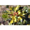 67941 cesmina obecna golden milkboy ilex aquifolium golden milkboy kontejner o objemu 25 litru velikost 80 100 cm