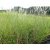 68016 1 ozdobnice cinska kleine silberspinne miscanthus sinensis kleine silberspinne kontejner o objemu 3 litry