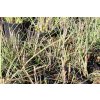 68016 2 ozdobnice cinska kleine silberspinne miscanthus sinensis kleine silberspinne kontejner o objemu 3 litry