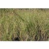 68016 4 ozdobnice cinska kleine silberspinne miscanthus sinensis kleine silberspinne kontejner o objemu 3 litry