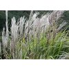 68016 5 ozdobnice cinska kleine silberspinne miscanthus sinensis kleine silberspinne kontejner o objemu 3 litry