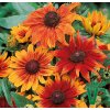 68022 trapatka srstnata autumn colours rudbeckia hirta autumn colours kontejner o objemu 3 litry