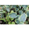 68100 1 bohyska aureomarginata hosta fortunei aureomarginata kontejner o objemu 3 litry