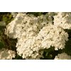 68181 1 hortenzie stromeckova incrediball strong annabelle hydrangea arborescens incrediball strong annabelle kontejner o objemu 3 litry velikost 20 40 cm