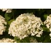 68181 hortenzie stromeckova incrediball strong annabelle hydrangea arborescens incrediball strong annabelle kontejner o objemu 3 litry velikost 20 40 cm