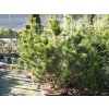 68256 borovice pyrenejska pinus uncinata kontejner o objemu 3 litry velikost 40 50 cm
