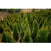 68463 2 zerav tuje zapadni smaragd thuja occidentalis smaragd kontejner o objemu 35 litru velikost 150 175 cm