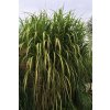 68709 2 ozdobnice obrovska giganteus miscanthus floridulus giganteus kontejner o objemu 5 litru