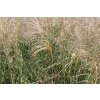 68778 1 ozdobnice cinska kleine fontane miscanthus sinensis kleine fontane kontejner o objemu 5 litru