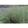68778 4 ozdobnice cinska kleine fontane miscanthus sinensis kleine fontane kontejner o objemu 5 litru