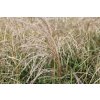 68778 ozdobnice cinska kleine fontane miscanthus sinensis kleine fontane kontejner o objemu 5 litru